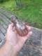 WW II WW2 Original German relics from the battlefield. Kurland
