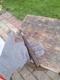 WW II WW2 Original German relics from the battlefield. MP Kurland