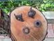 WW2 Accessories M39 from the German bunker rare relic