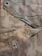 WW2. German Zeltbahn 31 cloak tarp. Wehrmacht. WW2