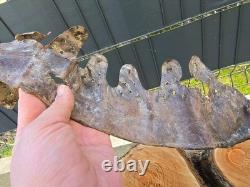 WW2 Original German Helmet Leather From Kurland Battlefield