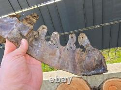 WW2 Original German Helmet Leather From Kurland Battlefield